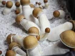 Shrooms,mushrooms,buy shrooms online,where to buy mushrooms online, Home, psychedelicsroom.com